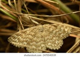 Attēlu rezultāti vaicājumam “Ematurga atomaria male”