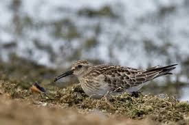 Image result for Calidris bairdii