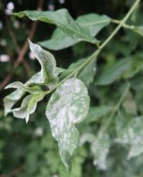 Attēlu rezultāti vaicājumam “Erysiphe galeopsidis”