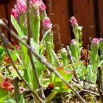Attēlu rezultāti vaicājumam “Antennaria dioica fruit”