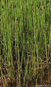 Attēlu rezultāti vaicājumam “Equisetum fluviatile”