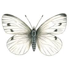 Attēlu rezultāti vaicājumam “Pieris rapae male”