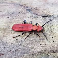 Attēlu rezultāti vaicājumam “Cucujus cinnaberinus”