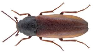 Attēlu rezultāti vaicājumam “Melandryidae”