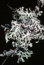 Attēlu rezultāti vaicājumam “Hypogymnia physodes”