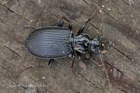 Attēlu rezultāti vaicājumam “Limodromus assimilis”