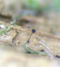 Attēlu rezultāti vaicājumam “Colloderma oculatum spores”