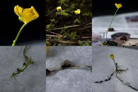 Attēlu rezultāti vaicājumam “Utricularia x neglecta bud”