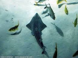 Image result for Acroteriobatus blochii