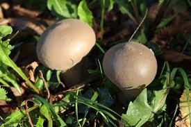 Attēlu rezultāti vaicājumam “Calvatia excipuliformis”