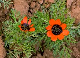 Image result for Adonis aestivalis