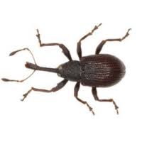 Attēlu rezultāti vaicājumam “Anthonomus phyllocola”