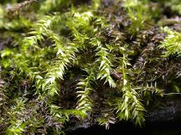 Attēlu rezultāti vaicājumam “Platyhypnidium riparioides”