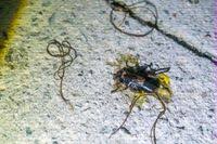 Attēlu rezultāti vaicājumam “Gordius aquaticus”