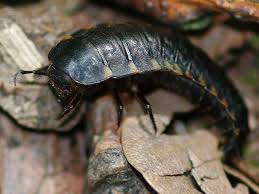 Attēlu rezultāti vaicājumam “Silpha obscura larva”