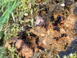 Attēlu rezultāti vaicājumam “Symphytocarpus flaccidus stalked”