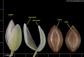 Attēlu rezultāti vaicājumam “Milium effusum leaf”