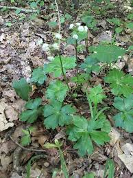 Attēlu rezultāti vaicājumam “Sanicula europaea bud”