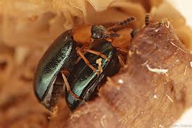 Attēlu rezultāti vaicājumam “Tetratoma fungorum”