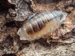 Attēlu rezultāti vaicājumam “Trichia alpina macro”