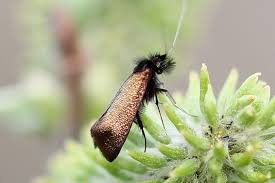 Attēlu rezultāti vaicājumam “Adela cuprella”