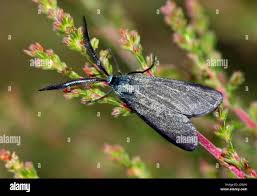 Attēlu rezultāti vaicājumam “Zygaenidae”