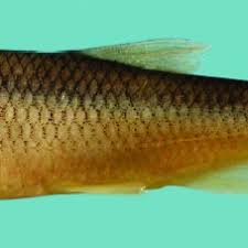 Image result for Squalius cephalus cavedanus