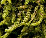 Attēlu rezultāti vaicājumam “Cephalozia catenulata”