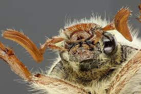 Attēlu rezultāti vaicājumam “Melolontha hippocastani”