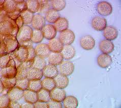 Attēlu rezultāti vaicājumam “Paradiacheopsis rigida macro”