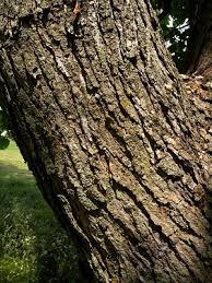 Attēlu rezultāti vaicājumam “Catalpa”