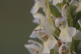 Attēlu rezultāti vaicājumam “Dactylorhiza ochroleuca leaf”