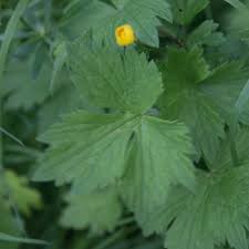 Attēlu rezultāti vaicājumam “Ranunculus repens leaf”
