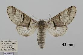 Attēlu rezultāti vaicājumam “Furcula bifida”