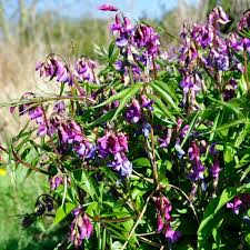 Attēlu rezultāti vaicājumam “Lathyrus vernus flower”