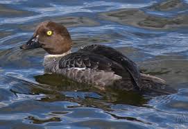 Attēlu rezultāti vaicājumam “Bucephala clangula female”