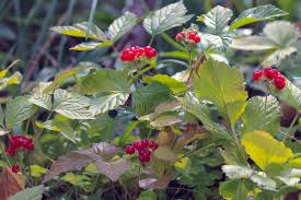 Attēlu rezultāti vaicājumam “Rubus saxatilis fruit”