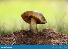 Attēlu rezultāti vaicājumam “Sutorius luridiformis”