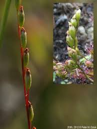 Attēlu rezultāti vaicājumam “Drosera rotundifolia flower”