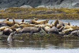 Image result for Eumetopias jubatus