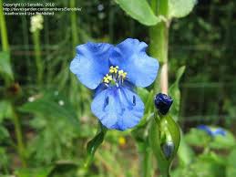 Attēlu rezultāti vaicājumam “Commelina coelestis”