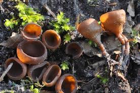 Attēlu rezultāti vaicājumam “Dumontinia tuberosa”