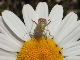 Attēlu rezultāti vaicājumam “Closterotomus biclavatus imago”
