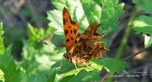 Attēlu rezultāti vaicājumam “Polygonia c-album underside”