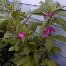 Image result for Impatiens balsamina