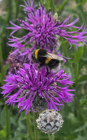 Attēlu rezultāti vaicājumam “Centaurea scabiosa flower”