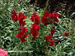 Image result for Antirrhinum majus maximum