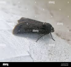 Attēlu rezultāti vaicājumam “Euxoa nigricans”