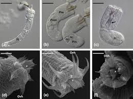 Attēlu rezultāti vaicājumam “Nematomorpha”