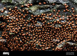 Attēlu rezultāti vaicājumam “Perichaena corticalis spores”